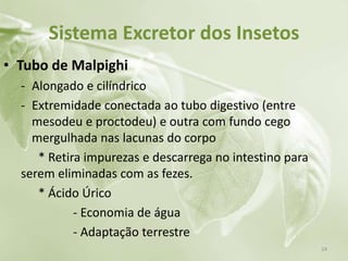 Sistema Excretor dos Insetos
• Tubo de Malpighi
- Alongado e cilíndrico
- Extremidade conectada ao tubo digestivo (entre
mesodeu e proctodeu) e outra com fundo cego
mergulhada nas lacunas do corpo
* Retira impurezas e descarrega no intestino para
serem eliminadas com as fezes.
* Ácido Úrico
- Economia de água
- Adaptação terrestre
24
 