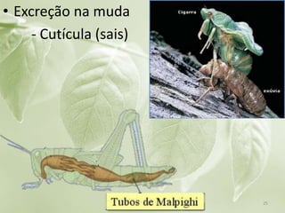 • Excreção na muda
- Cutícula (sais)
25
 