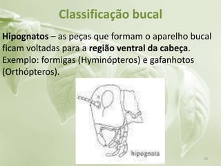 Classificação bucal
Hipognatos – as peças que formam o aparelho bucal
ficam voltadas para a região ventral da cabeça.
Exemplo: formigas (Hyminópteros) e gafanhotos
(Orthópteros).
26
 