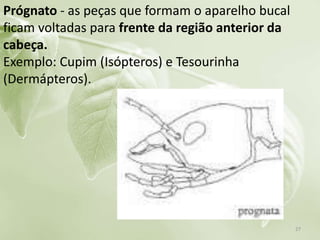 Prógnato - as peças que formam o aparelho bucal
ficam voltadas para frente da região anterior da
cabeça.
Exemplo: Cupim (Isópteros) e Tesourinha
(Dermápteros).
27
 