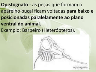 Opistognato - as peças que formam o
aparelho bucal ficam voltadas para baixo e
posicionadas paralelamente ao plano
ventral do animal.
Exemplo: Barbeiro (Heterópteros).
28
 
