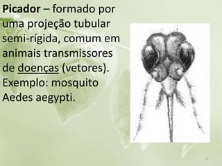 Picador – formado por
uma projeção tubular
semi-rígida, comum em
animais transmissores
de doenças (vetores).
Exemplo: mosquito
Aedes aegypti.
31
 