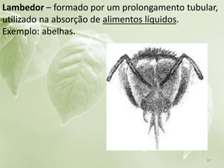 Lambedor – formado por um prolongamento tubular,
utilizado na absorção de alimentos líquidos.
Exemplo: abelhas.
32
 