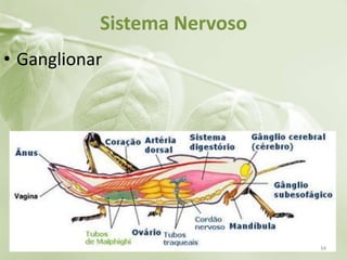 Sistema Nervoso
• Ganglionar
34
 