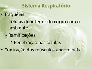 Sistema Respiratório
• Traquéias
- Células do interior do corpo com o
ambiente
- Ramificações
* Penetração nas células
• Contração dos músculos abdominais
35
 