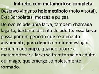 - Indireto, com metamorfose completa
Desenvolvimento holometábolo (holo = total).
Exs: Borboletas, moscas e pulgas.
Do ovo eclode uma larva, também chamada
lagarta, bastante distinta do adulto. Essa larva
passa por um período que se alimenta
ativamente, para depois entrar em estágio
denominado pupa, quando ocorre a
metamorfose: a larva se transforma no adulto
ou imago, que emerge completamente
formado.
39
 