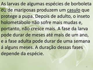 As larvas de algumas espécies de borboleta
ou de mariposas produzem um casulo que
protege a pupa. Depois de adulto, o inseto
holometábolo não sofre mais mudas e,
portanto, não cresce mais. A fase da larva
pode durar de meses até mais de um ano,
e a fase adulta pode durar de uma semana
á alguns meses. A duração dessas fases
depende da espécie.
40
 