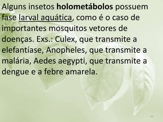 Alguns insetos holometábolos possuem
fase larval aquática, como é o caso de
importantes mosquitos vetores de
doenças. Exs.: Culex, que transmite a
elefantíase, Anopheles, que transmite a
malária, Aedes aegypti, que transmite a
dengue e a febre amarela.
42
 