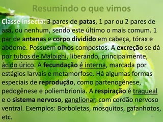 Resumindo o que vimos
Classe Insecta: 3 pares de patas, 1 par ou 2 pares de
asa, ou nenhum, sendo este último o mais comum. 1
par de antenas e corpo dividido em cabeça, tórax e
abdome. Possuem olhos compostos. A excreção se dá
por tubos de Malpighi, liberando, principalmente,
ácido úrico. A fecundação é interna, marcada por
estágios larvais e metamorfose. Há algumas formas
especiais de reprodução, como partenogênese,
pedogênese e poliembrionia. A respiração é traqueal
e o sistema nervoso, ganglionar, com cordão nervoso
ventral. Exemplos: Borboletas, mosquitos, gafanhotos,
etc. 44
 