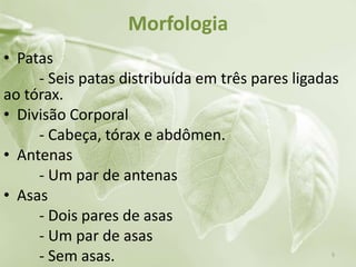 Morfologia
• Patas
- Seis patas distribuída em três pares ligadas
ao tórax.
• Divisão Corporal
- Cabeça, tórax e abdômen.
• Antenas
- Um par de antenas
• Asas
- Dois pares de asas
- Um par de asas
- Sem asas. 5
 