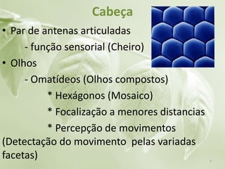 Cabeça
• Par de antenas articuladas
- função sensorial (Cheiro)
• Olhos
- Omatídeos (Olhos compostos)
* Hexágonos (Mosaico)
* Focalização a menores distancias
* Percepção de movimentos
(Detectação do movimento pelas variadas
facetas) 7
 