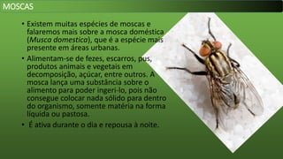 • Existem muitas espécies de moscas e
falaremos mais sobre a mosca doméstica
(Musca domestica), que é a espécie mais
presente em áreas urbanas.
• Alimentam-se de fezes, escarros, pus,
produtos animais e vegetais em
decomposição, açúcar, entre outros. A
mosca lança uma substância sobre o
alimento para poder ingeri-lo, pois não
consegue colocar nada sólido para dentro
do organismo, somente matéria na forma
líquida ou pastosa.
• É ativa durante o dia e repousa à noite.
MOSCAS
 