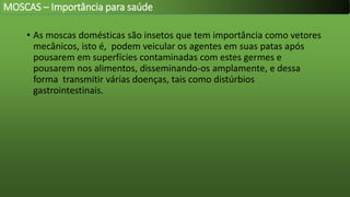 • As moscas domésticas são insetos que tem importância como vetores
mecânicos, isto é, podem veicular os agentes em suas patas após
pousarem em superfícies contaminadas com estes germes e
pousarem nos alimentos, disseminando-os amplamente, e dessa
forma transmitir várias doenças, tais como distúrbios
gastrointestinais.
MOSCAS – Importância para saúde
 