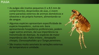 • As pulgas são insetos pequenos (1 a 8,5 mm de
comprimento), desprovidos de asas, e vivem
como parasitas externos de animais domésticos e
silvestres e do próprio homem, alimentando-se
de sangue.
• Algumas espécies apresentam especificidade de
espécie-hospedeiro , outras em- bora
apresentando hospedeiros preferenciais, podem
sugar outros animais, daí sua importância na
transmissão de doenças. As espécies de maior
importância são: Pulex irritans , Xenopsylla
cheopis, Ctenocephalides sp e Tunga penetrans.
• São insetos muito sensíveis às variações externas
de temperatura e umidade.
PULGA
 