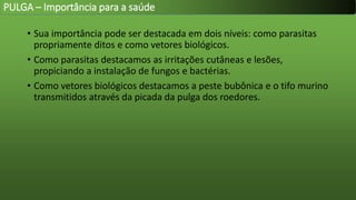 • Sua importância pode ser destacada em dois níveis: como parasitas
propriamente ditos e como vetores biológicos.
• Como parasitas destacamos as irritações cutâneas e lesões,
propiciando a instalação de fungos e bactérias.
• Como vetores biológicos destacamos a peste bubônica e o tifo murino
transmitidos através da picada da pulga dos roedores.
PULGA – Importância para a saúde
 
