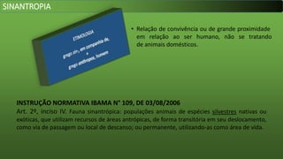 • Relação de convivência ou de grande proximidade
em relação ao ser humano, não se tratando
de animais domésticos.
SINANTROPIA
INSTRUÇÃO NORMATIVA IBAMA N° 109, DE 03/08/2006
Art. 2º, inciso IV. Fauna sinantrópica: populações animais de espécies silvestres nativas ou
exóticas, que utilizam recursos de áreas antrópicas, de forma transitória em seu deslocamento,
como via de passagem ou local de descanso; ou permanente, utilizando-as como área de vida.
 