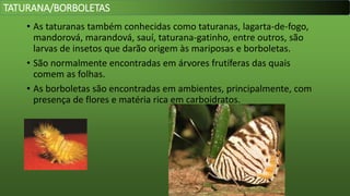 • As taturanas também conhecidas como taturanas, lagarta-de-fogo,
mandorová, marandová, sauí, taturana-gatinho, entre outros, são
larvas de insetos que darão origem às mariposas e borboletas.
• São normalmente encontradas em árvores frutíferas das quais
comem as folhas.
• As borboletas são encontradas em ambientes, principalmente, com
presença de flores e matéria rica em carboidratos.
TATURANA/BORBOLETAS
 