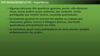 • Algumas taturanas têm aparência agressiva, porém, não oferecem
riscos, outras podem causar acidentes, por conterem cerdas
pontiagudas que contém veneno, causando queimaduras .
• Os acidentes geralmente ocorrem em adultos ou crianças que
manuseiam galhos, troncos e folhagens diversas, ocorrendo
queimaduras principalmente nas mãos.
• As borboletas atuam como polinizadoras de várias plantas, também
embelezamento dos jardins...
TATURANA/BORBOLETAS - Importância
 