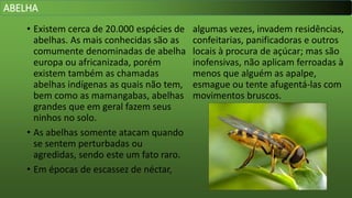 • Existem cerca de 20.000 espécies de
abelhas. As mais conhecidas são as
comumente denominadas de abelha
europa ou africanizada, porém
existem também as chamadas
abelhas indígenas as quais não tem,
bem como as mamangabas, abelhas
grandes que em geral fazem seus
ninhos no solo.
• As abelhas somente atacam quando
se sentem perturbadas ou
agredidas, sendo este um fato raro.
• Em épocas de escassez de néctar,
algumas vezes, invadem residências,
confeitarias, panificadoras e outros
locais à procura de açúcar; mas são
inofensivas, não aplicam ferroadas à
menos que alguém as apalpe,
esmague ou tente afugentá-las com
movimentos bruscos.
ABELHA
 