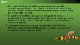 • As vespas, também conhecidas como marimbondos ou cabas
possuem algumas famílias que são encontradas em todo território
nacional. Existem espécies que formam grupamentos sociais e outras
que tem hábitos solitários.
• As operárias alimentam a cria (larvas) com proteína animal
(geralmente insetos), já os adultos alimentam-se de néctar que tiram
das flores. Possuem menos pelos que as abelhas e apresentam o
corpo mais delgado.
• Constroem seus ninhos de papelão cinza, fabricado com fibras
obtidas de madeira decomposta, sendo essas fibras intensamente
mastigadas e misturadas com saliva.
VESPA
 