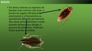 • Em áreas urbanas as espécies de
baratas mais comuns são duas: a
barata de esgoto (Periplaneta
americana) e a francezinha ou
alemãzinha (Blatella germanica).
São ativas principalmente à noite
quando deixam seus abrigos à
procura de alimentos. Preferem
locais quentes e úmidos.
BARATA
 