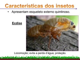 • Apresentam esqueleto externo quintinoso.
Locomoção; evita a perda d’água; proteção.
Ecdise
M a n e j o I n t e g r a d o d e P r a g a s – P r o f . E d n e i P i r e s . C o n t a t o : ( 7 7 ) 9 1 0 3 - 3 8 0 7
 