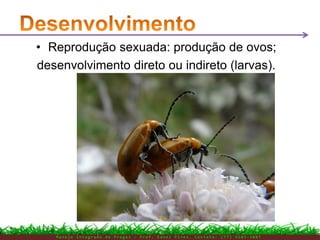 M a n e j o I n t e g r a d o d e P r a g a s – P r o f . E d n e i P i r e s . C o n t a t o : ( 7 7 ) 9 1 0 3 - 3 8 0 7
• Reprodução sexuada: produção de ovos;
desenvolvimento direto ou indireto (larvas).
 
