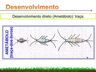 M a n e j o I n t e g r a d o d e P r a g a s – P r o f . E d n e i P i r e s . C o n t a t o : ( 7 7 ) 9 1 0 3 - 3 8 0 7
Desenvolvimento direto (Ametábolo): traça.
 