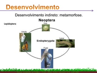 M a n e j o I n t e g r a d o d e P r a g a s – P r o f . E d n e i P i r e s . C o n t a t o : ( 7 7 ) 9 1 0 3 - 3 8 0 7
Desenvolvimento indireto: metamorfose.
Lepidoptera
 