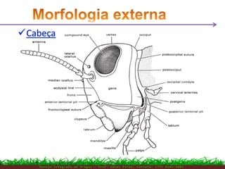 M a n e j o I n t e g r a d o d e P r a g a s – P r o f . E d n e i P i r e s . C o n t a t o : ( 7 7 ) 9 1 0 3 - 3 8 0 7
 