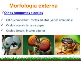 M a n e j o I n t e g r a d o d e P r a g a s – P r o f . E d n e i P i r e s . C o n t a t o : ( 7 7 ) 9 1 0 3 - 3 8 0 7
Olhos compostos e ocelos
 Olhos compostos: insetos adultos (vários omatídios)
 Ocelos laterais: larvas e pupas
 Ocelos dorsais: insetos adultos
 