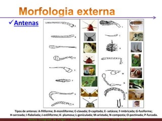 Tipos de antenas: A-filiforme; B-moniliforme; C-clavada; D-capitada; E- setácea; F-imbricada; G-fusiforme;
H-serreada; I-flabelada; J-estiliforme; K- plumosa; L-geniculada; M-aristada; N-composta; O-pectinada; P-furcada.
Antenas
M a n e j o I n t e g r a d o d e P r a g a s – P r o f . E d n e i P i r e s . C o n t a t o : ( 7 7 ) 9 1 0 3 - 3 8 0 7
 