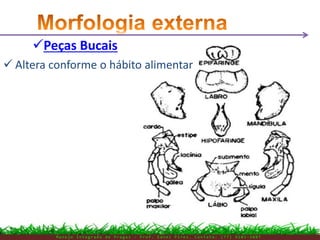 M a n e j o I n t e g r a d o d e P r a g a s – P r o f . E d n e i P i r e s . C o n t a t o : ( 7 7 ) 9 1 0 3 - 3 8 0 7
 Altera conforme o hábito alimentar
Peças Bucais
 