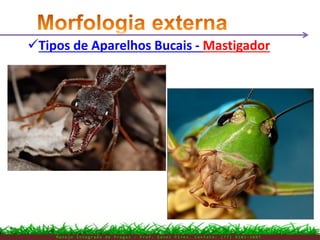Tipos de Aparelhos Bucais - Mastigador
M a n e j o I n t e g r a d o d e P r a g a s – P r o f . E d n e i P i r e s . C o n t a t o : ( 7 7 ) 9 1 0 3 - 3 8 0 7
 