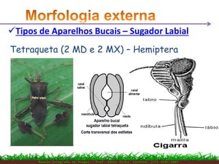 M a n e j o I n t e g r a d o d e P r a g a s – P r o f . E d n e i P i r e s . C o n t a t o : ( 7 7 ) 9 1 0 3 - 3 8 0 7
Tipos de Aparelhos Bucais – Sugador Labial
Tetraqueta (2 MD e 2 MX) – Hemiptera
 