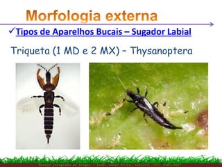 M a n e j o I n t e g r a d o d e P r a g a s – P r o f . E d n e i P i r e s . C o n t a t o : ( 7 7 ) 9 1 0 3 - 3 8 0 7
Tipos de Aparelhos Bucais – Sugador Labial
Triqueta (1 MD e 2 MX) – Thysanoptera
 
