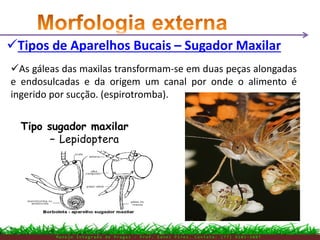 M a n e j o I n t e g r a d o d e P r a g a s – P r o f . E d n e i P i r e s . C o n t a t o : ( 7 7 ) 9 1 0 3 - 3 8 0 7
Tipos de Aparelhos Bucais – Sugador Maxilar
As gáleas das maxilas transformam-se em duas peças alongadas
e endosulcadas e da origem um canal por onde o alimento é
ingerido por sucção. (espirotromba).
Tipo sugador maxilar
– Lepidoptera
 