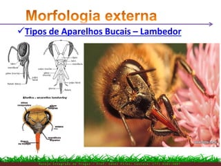 M a n e j o I n t e g r a d o d e P r a g a s – P r o f . E d n e i P i r e s . C o n t a t o : ( 7 7 ) 9 1 0 3 - 3 8 0 7
Tipos de Aparelhos Bucais – Lambedor
 