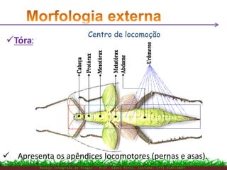 M a n e j o I n t e g r a d o d e P r a g a s – P r o f . E d n e i P i r e s . C o n t a t o : ( 7 7 ) 9 1 0 3 - 3 8 0 7
Tórax
Centro de locomoção
 Apresenta os apêndices locomotores (pernas e asas).
 