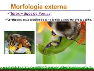 Corbícula ou cesta de pólen é a parte da tíbia da pata traseira da abelha.
Tórax – tipos de Pernas
M a n e j o I n t e g r a d o d e P r a g a s – P r o f . E d n e i P i r e s . C o n t a t o : ( 7 7 ) 9 1 0 3 - 3 8 0 7
 