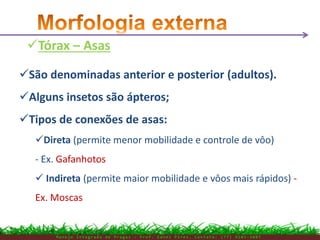 Tórax – Asas
M a n e j o I n t e g r a d o d e P r a g a s – P r o f . E d n e i P i r e s . C o n t a t o : ( 7 7 ) 9 1 0 3 - 3 8 0 7
São denominadas anterior e posterior (adultos).
Alguns insetos são ápteros;
Tipos de conexões de asas:
Direta (permite menor mobilidade e controle de vôo)
- Ex. Gafanhotos
 Indireta (permite maior mobilidade e vôos mais rápidos) -
Ex. Moscas
 