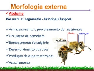 Abdome
M a n e j o I n t e g r a d o d e P r a g a s – P r o f . E d n e i P i r e s . C o n t a t o : ( 7 7 ) 9 1 0 3 - 3 8 0 7
Possuem 11 segmentos - Principais funções:
Armazenamento e processamento de nutrientes
Circulação da hemolinfa
Bombeamento de oxigênio
Desenvolvimento dos ovos
Produção de espermatozóides
Acasalamento
 