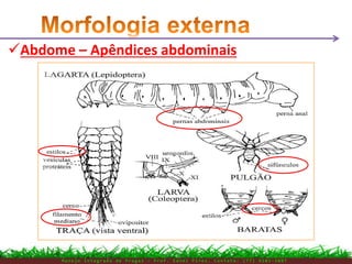Abdome – Apêndices abdominais
M a n e j o I n t e g r a d o d e P r a g a s – P r o f . E d n e i P i r e s . C o n t a t o : ( 7 7 ) 9 1 0 3 - 3 8 0 7
 