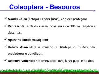  Nome: Coleo (estojo) + Ptera (asas), confere proteção;
 Representa: 40% da classe, com mais de 300 mil espécies
descritas.
 Aparelho bucal: mastigador;
 Hábito Alimentar: a maioria é fitófaga e muitos são
predadores e benéficos.
 Desenvolvimento: Holometábolo: ovo, larva pupa e adulto.
M a n e j o I n t e g r a d o d e P r a g a s – P r o f . E d n e i P i r e s . C o n t a t o : ( 7 7 ) 9 1 0 3 - 3 8 0 7
Coleoptera - Besouros
 