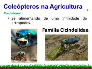 M a n e j o I n t e g r a d o d e P r a g a s – P r o f . E d n e i P i r e s . C o n t a t o : ( 7 7 ) 9 1 0 3 - 3 8 0 7
Coleópteros na Agricultura
Predadores:
Família Cicindelidae
• Se alimentando de uma infinidade da
artrópodes.
 