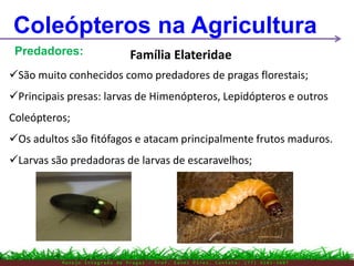 M a n e j o I n t e g r a d o d e P r a g a s – P r o f . E d n e i P i r e s . C o n t a t o : ( 7 7 ) 9 1 0 3 - 3 8 0 7
Coleópteros na Agricultura
Predadores:
São muito conhecidos como predadores de pragas florestais;
Principais presas: larvas de Himenópteros, Lepidópteros e outros
Coleópteros;
Os adultos são fitófagos e atacam principalmente frutos maduros.
Larvas são predadoras de larvas de escaravelhos;
Família Elateridae
 