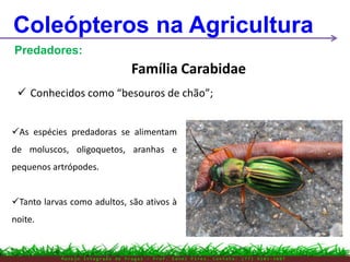 M a n e j o I n t e g r a d o d e P r a g a s – P r o f . E d n e i P i r e s . C o n t a t o : ( 7 7 ) 9 1 0 3 - 3 8 0 7
Coleópteros na Agricultura
Predadores:
Família Carabidae
 Conhecidos como “besouros de chão”;
As espécies predadoras se alimentam
de moluscos, oligoquetos, aranhas e
pequenos artrópodes.
Tanto larvas como adultos, são ativos à
noite.
 