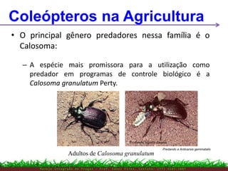 Adultos de Calosoma granulatum
Predando lagarta da soja
M a n e j o I n t e g r a d o d e P r a g a s – P r o f . E d n e i P i r e s . C o n t a t o : ( 7 7 ) 9 1 0 3 - 3 8 0 7
Coleópteros na Agricultura
• O principal gênero predadores nessa família é o
Calosoma:
– A espécie mais promissora para a utilização como
predador em programas de controle biológico é a
Calosoma granulatum Perty.
Predando a Anticarsia gemmatalis
 
