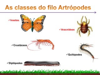 M a n e j o I n t e g r a d o d e P r a g a s – P r o f . E d n e i P i r e s . C o n t a t o : ( 7 7 ) 9 1 0 3 - 3 8 0 7
Insetos.
Crustáceos
Diplópodes
Aracnídeos
Quilópodes
 