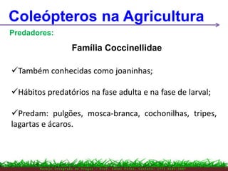 M a n e j o I n t e g r a d o d e P r a g a s – P r o f . E d n e i P i r e s . C o n t a t o : ( 7 7 ) 9 1 0 3 - 3 8 0 7
Coleópteros na Agricultura
Predadores:
Também conhecidas como joaninhas;
Hábitos predatórios na fase adulta e na fase de larval;
Predam: pulgões, mosca-branca, cochonilhas, tripes,
lagartas e ácaros.
Família Coccinellidae
 